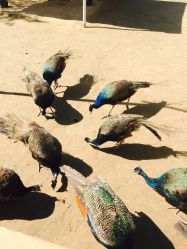 -萌宠亲子动物乐园(槐房万达店)