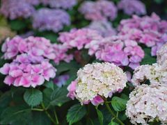 -金科花卉市场