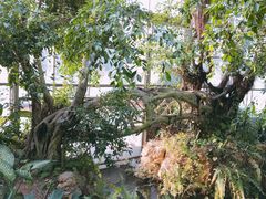 -中国科学院华南植物园
