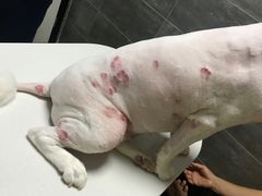 -美联众合宠物医院·爱萌分院·内外科·猫科中心