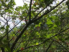 -北宅大永樱桃采摘基地(崂山总部)