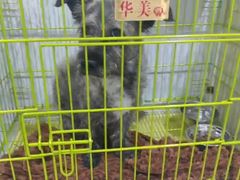 -科道动物医院·急重症中心(万达院)