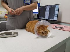 -达爱动物医院·犬猫分区·CT·复杂眼科(远洋山水分院)