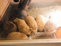 -more than meow吴止猫主题餐厅(承德 中船汇店)