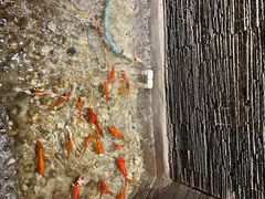 -蜀辣居鲜货老火锅(红牌楼店)