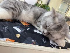 -猫小院猫主题餐厅(南锣旗舰店)
