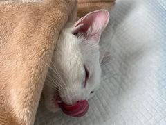 -灵美宠物诊所