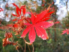 -上海佘山国家森林公园天马山园