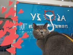 -萌兽医馆·宠物医院·猫骨科(创景店)