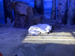 -芜湖新华联大白鲸海洋公园