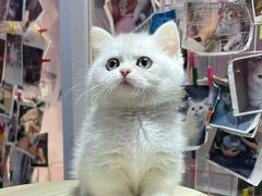 -三花喵·撸猫购宠·宠物生活馆(虹桥南丰城店)