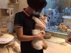 -momokira米努特·德文卷毛猫·棉花面纱犬