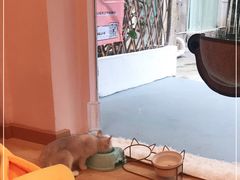 -猫咪派对(江南西店)