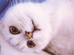 -喵的天空名猫咖啡馆·撸猫·猫舍·用品