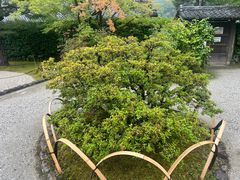 -天龙寺