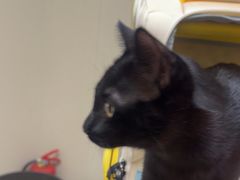-安安宠医宠物医院·异宠·犬猫内科(岳阳分院)