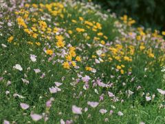-西湖风景区-江洋畈生态公园