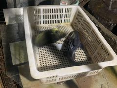 -姚记抚仙湖石锅鱼庄