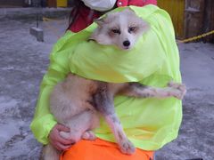 -宫城藏王狐狸村