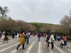 -武汉大学-樱园