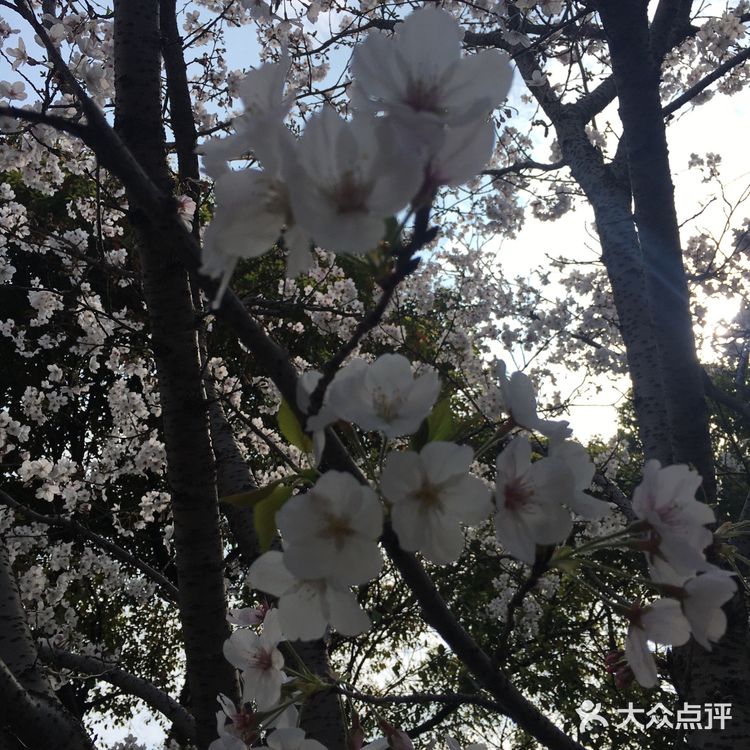 抓住早樱的尾巴，没想到上海浦东也有这么美丽的赏樱地方