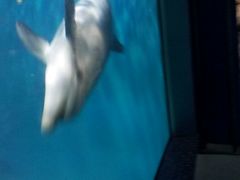 -福州罗源湾海洋世界旅游区