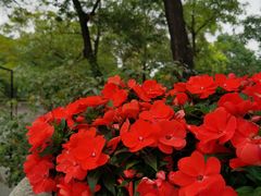 -广州市白云山风景名胜区