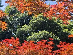 -广州市帽峰山景区
