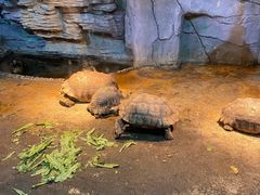 -石家庄市动物园