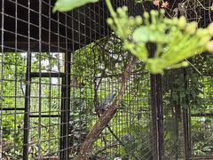 -海南热带野生动植物园
