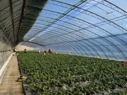 -蓝呗呗蓝莓草莓采摘园(通州区马驹桥店)