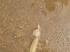 -东疆理想海岸沙滩景区