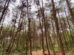 -铁山坪森林公园