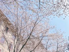 -武汉大学-樱园