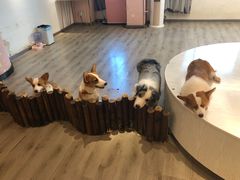 -浣熊柯尔鸭土拨鼠·电玩咖