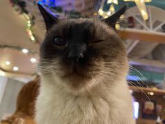 -猫小院猫主题咖啡厅(北锣店)