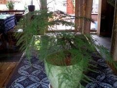 android_upload_pic-茶马古道·野生菌清汤黄牛肉(沙溪店)