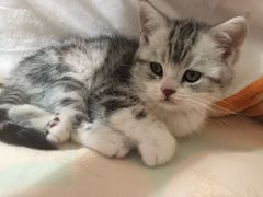 -中农国际动物医院24小时·猫科·骨科·急重症中心