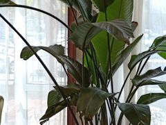 -子霖南山鲜虾面(南山总店)