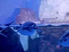 -大连老虎滩海洋公园