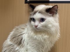 -瑞派康怡24h宠物医院·犬猫医疗中心·微创绝育(瑞景分院)