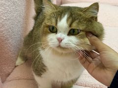 -青奢宠物·青奢猫舍