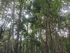 -荔香公园