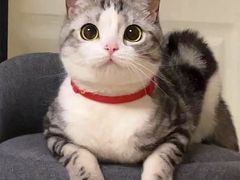-小猫来了·猫舍(红山六九七九店)