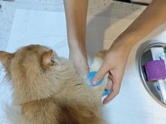 -宠爱国际动物医院·消化内科·心肾内科·ISFM猫友好(望京店)
