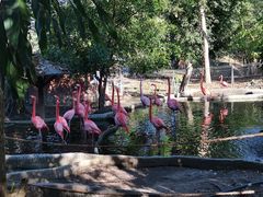 -清迈夜间动物园