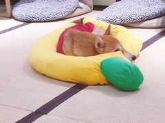 -逗柴咖啡屋·狗咖猫咖宠物桌游