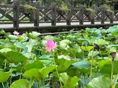-上海鲜花港