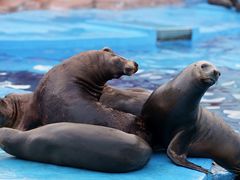 -上海海昌海洋公园