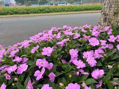 -海心沙亚运公园